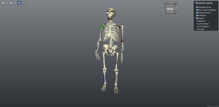Spy skeleton.jpg