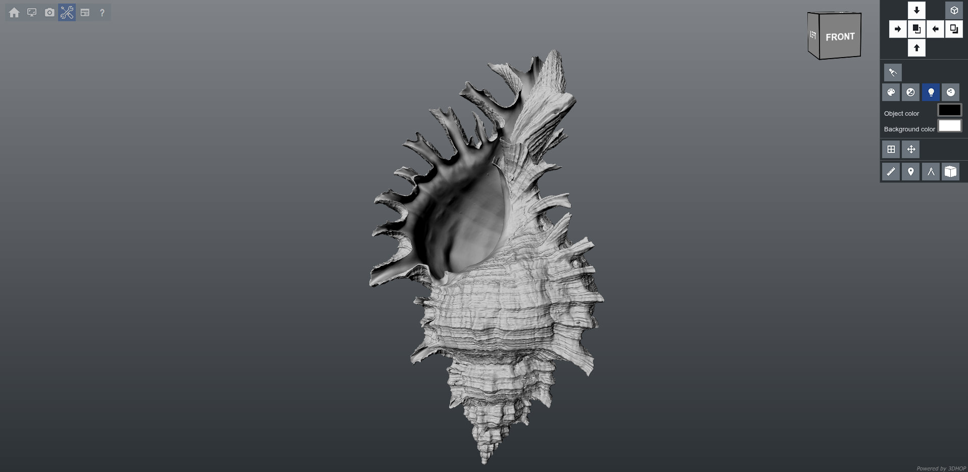 chicoreus.jpg