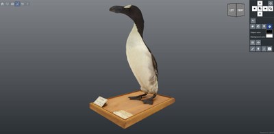 grand-pingouin.jpg
