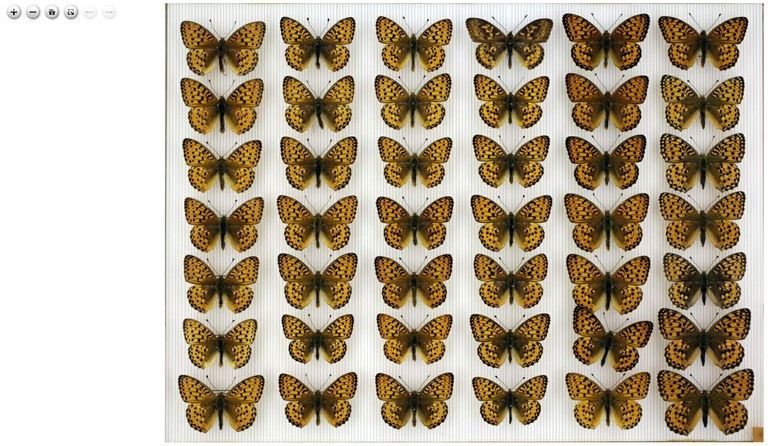 insectboxIIIF.jpg