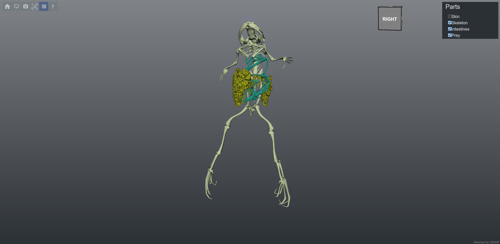 xenopus.jpg