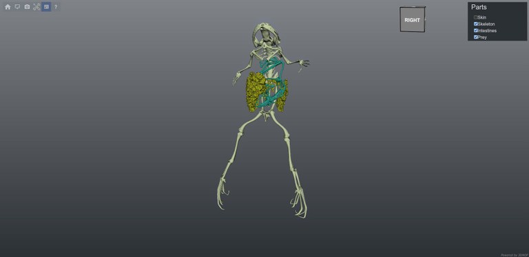 xenopus.jpg